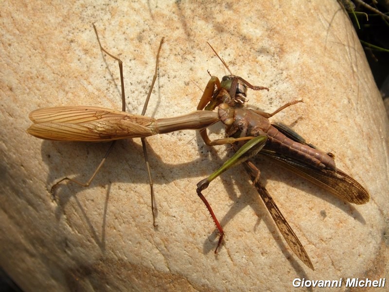 Galleria di insetti predatori e loro prede